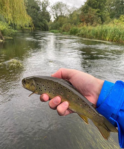 Fish on River Coln