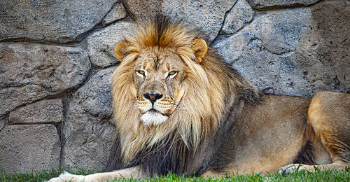 Cotswold Wildlife Park